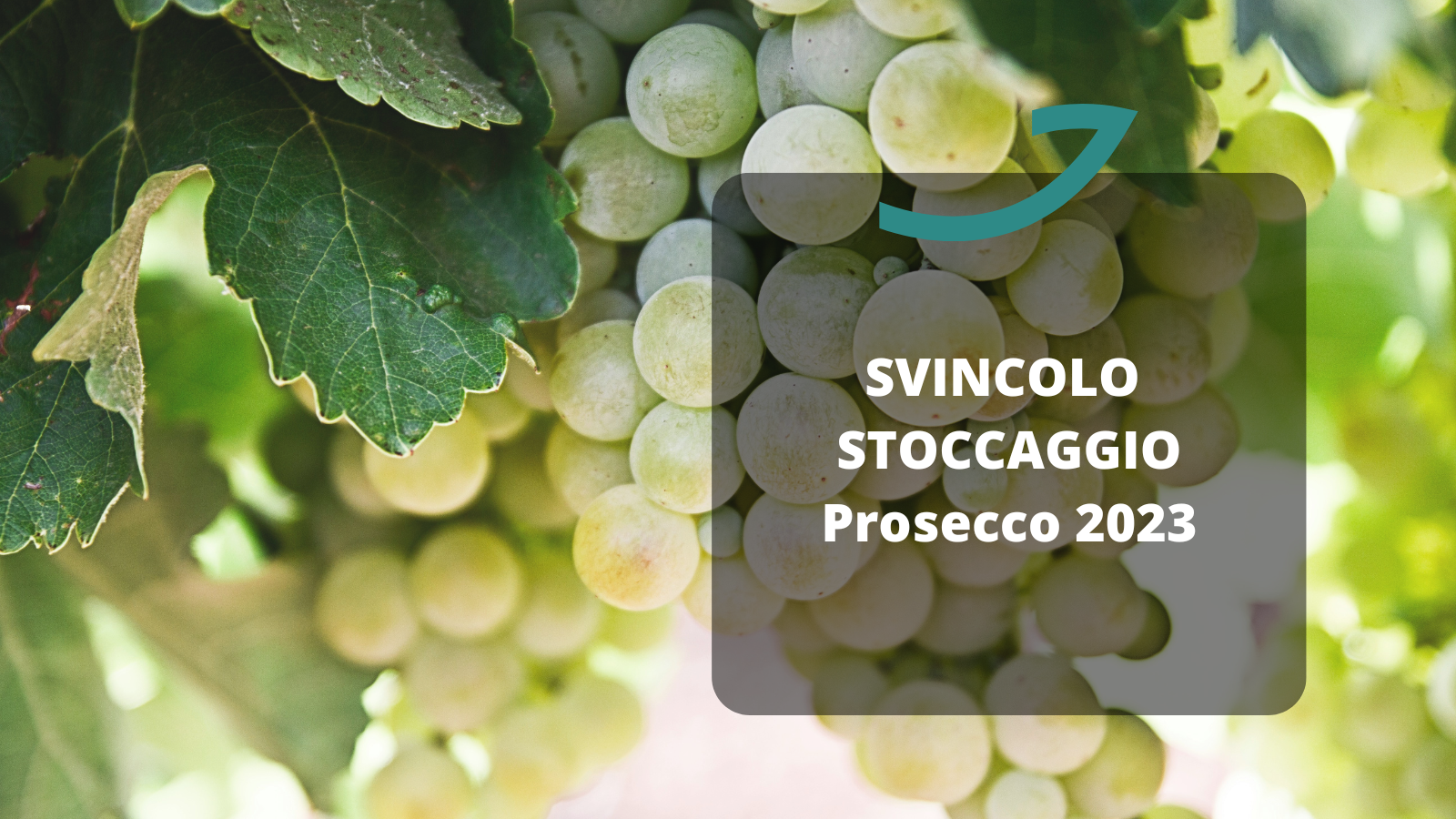 prosecco stoccaggio  vendemmia 2023